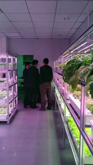 植物工廠高效生產(chǎn)技術(shù)交流會(huì)（e光農(nóng)場(chǎng)站）技術(shù)咨詢紀(jì)要